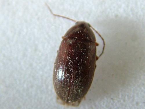 Hymenalia rufipes